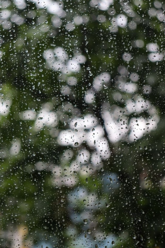 bomen glas drinkglas regen (vergroot foto)