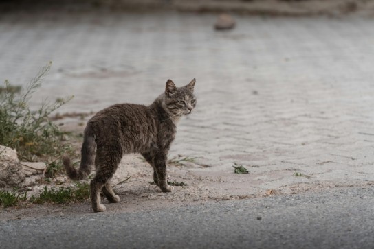 Grijze kat staat op een stoep met wat planten en stenen op de achtergrond. (vergroot foto)