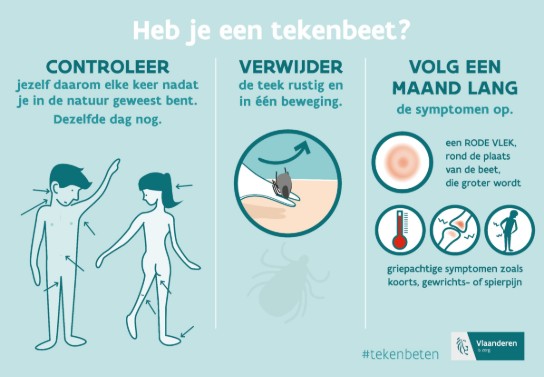 Infographic over tekenbeten: controleer jezelf, verwijder de teek rustig, volg symptomen zoals rode vlek en koorts een maand lang. (vergroot foto)