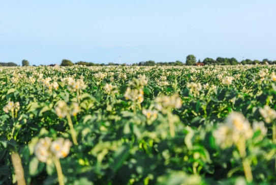 Groot veld met bloeiende aardappelplanten onder een blauwe lucht. (vergroot foto)