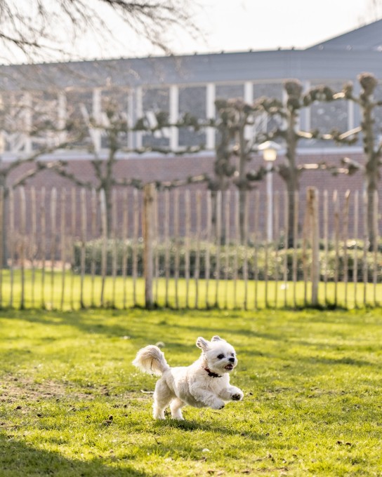 Hondje op de hondenuitloopweide in de Oostkouterlaan (vergroot foto)