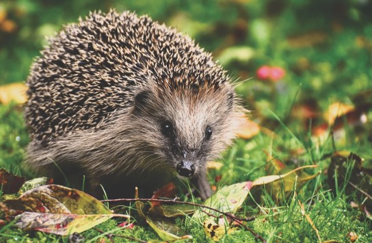 Egel (vergroot foto)