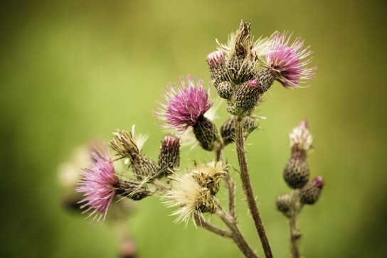 Distel (vergroot foto)