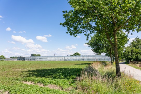 Zonnige dag met blauwe lucht, bomen langs een weg en een groot kascomplex in een landbouwgebied. (vergroot foto)