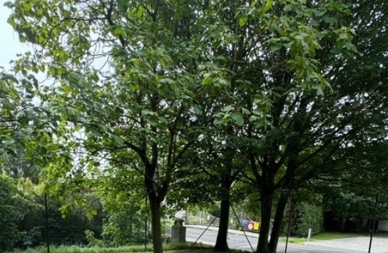 Kapoentje_foto tuin (vergroot foto)