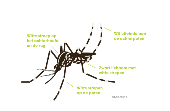 Visual_tijgermug_copyright (vergroot foto)