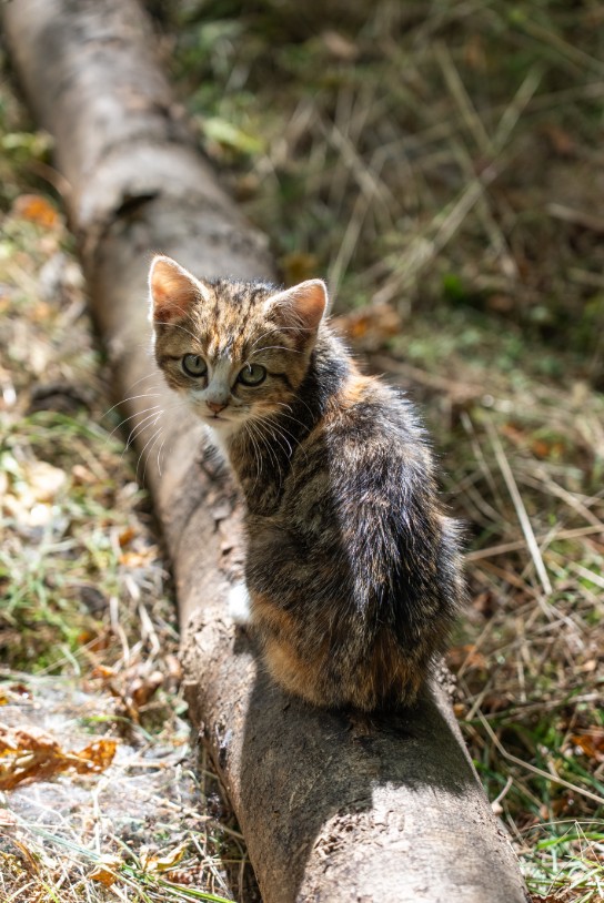 Kat zit op een omgevallen boomstam in het bos, kijkt nieuwsgierig naar de camera. (vergroot foto)