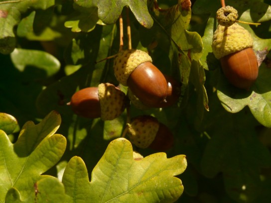 Eikels hangend aan takken met groene eikenbladeren op een zonnige dag. (vergroot foto)